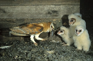 Barn Owl -Tyto alba- passing a mouse to a young bird Barn Owl -Tyto alba- passing a mouse to a young bird