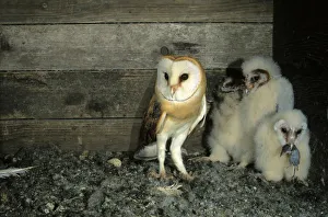 Barn Owl -Tyto alba- shortly after delivering a shrew to a young bird Barn Owl -Tyto alba- shortly after delivering a shrew to a young bird