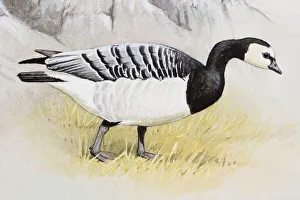 Barnacle goose (Branta leucopsis) walking in grass near rock, side view Barnacle goose (Branta leucopsis) walking in grass near rock, side view