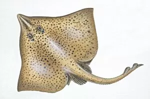 Images Dated 15th March 2006: Barndoor Skate, Raja laevis, front view