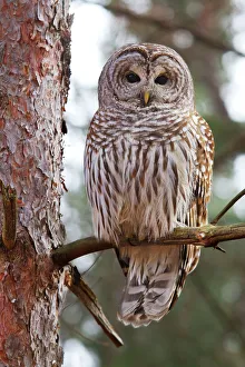Nature wildlife/jim cumming photography/barred owl perched tree Nature wildlife/jim cumming photography/barred owl perched tree