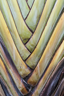 Base of a Travellers Palm -Ravenala madagascariensis-, rare type of a fan palm Base of a Travellers Palm -Ravenala madagascariensis-, rare type of a fan palm