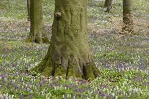 Base of the trunk of a beech -Fagus sylvatica- and flowering Hollow Larkspur -Corydalis Base of the trunk of a beech -Fagus sylvatica- and flowering Hollow Larkspur -Corydalis