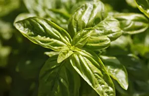 Basil Plant Prints: Basil -Ocimum basilicum-