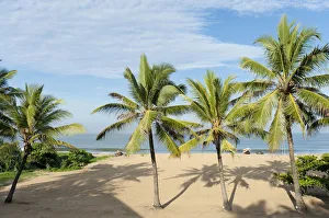 Beach with palm trees, Indian Ocean, Negombo, Sri Lanka Beach with palm trees, Indian Ocean, Negombo, Sri Lanka