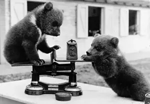 Brown Bear Cubs Prints: Bear Cubs