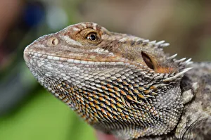 Bearded dragon face. Reptile closeup portrait Bearded dragon face. Reptile closeup portrait