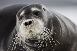 Bearded Seal on Iceberg, Svalbard, Norway Bearded Seal on Iceberg, Svalbard, Norway