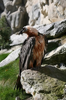 Bearded Vulture (Gypaetus barbatus), Alpine Zoo Innsbruck, Tyrol, Austria, Europe Bearded Vulture (Gypaetus barbatus), Alpine Zoo Innsbruck, Tyrol, Austria, Europe