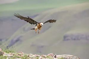 Bearded Vulture (Gypaetus Barbatus) in flight - Giants Castle, South Africa Bearded Vulture (Gypaetus Barbatus) in flight - Giants Castle, South Africa