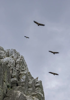 Bearded vultures -Gypaetus barbatus- in flight, Extremadura, Spain Bearded vultures -Gypaetus barbatus- in flight, Extremadura, Spain