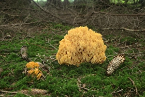 Beautiful Clavaria or Yellow-tipped Coral Fungus (Ramaria formosa), Allgaeu, Bavaria, Germany, Europe Beautiful Clavaria or Yellow-tipped Coral Fungus (Ramaria formosa), Allgaeu, Bavaria, Germany, Europe
