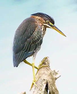 Beautiful Green Heron Looking Down While Fishing in Pennsylvania Beautiful Green Heron Looking Down While Fishing in Pennsylvania
