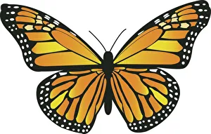 Nature wildlife/insects earth colourful butterflies monarch butterfly danaus plexippus/beautiful orange monarch Nature wildlife/insects earth colourful butterflies monarch butterfly danaus plexippus/beautiful orange monarch