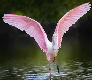 Beautiful Roseate Spoonbill with Wings Lifted at Fort Myers Beach, Florida Beautiful Roseate Spoonbill with Wings Lifted at Fort Myers Beach, Florida