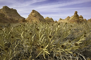 Beautiful thistles and sandstone formations, AZ Beautiful thistles and sandstone formations, AZ