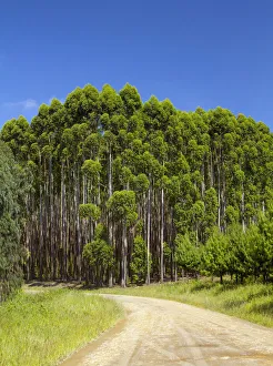 beauty in nature, blue sky, color image, colour image, day, forest, howick, karkloof road beauty in nature, blue sky, color image, colour image, day, forest, howick, karkloof road