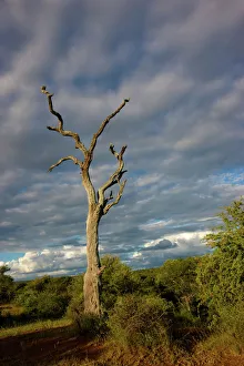 beauty in nature, cloud, day, forest, kruger national park, landscape, mpumalanga province beauty in nature, cloud, day, forest, kruger national park, landscape, mpumalanga province