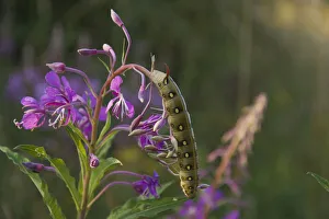 Bedstraw Hawk-Moth (Hyles gallii) caterpillar on Fireweed (Epilobium angustifolium) Bedstraw Hawk-Moth (Hyles gallii) caterpillar on Fireweed (Epilobium angustifolium)