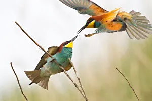 Bee-eater -Merops apiaster- approaching a twig, Saxony-Anhalt, Germany Bee-eater -Merops apiaster- approaching a twig, Saxony-Anhalt, Germany