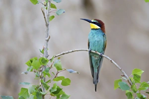 Bee-eater -Merops apiaster- sitting on twig, Saxony-Anhalt, Germany Bee-eater -Merops apiaster- sitting on twig, Saxony-Anhalt, Germany