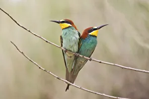 Two Bee-eaters -Merops apiaster- perched on a twig, Saxony-Anhalt, Germany Two Bee-eaters -Merops apiaster- perched on a twig, Saxony-Anhalt, Germany