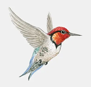 Bee hummingbird (Mellisuga helenae) flying, side view Bee hummingbird (Mellisuga helenae) flying, side view