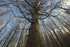 Beech forest, Common Beech trees (Fagus sylvatica), Jasmund National Park, Ruegen Beech forest, Common Beech trees (Fagus sylvatica), Jasmund National Park, Ruegen