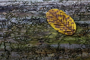 Beech leaf -Fagus sylvatica- on dead wood, Germany Beech leaf -Fagus sylvatica- on dead wood, Germany