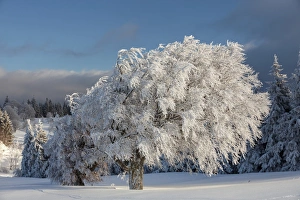 Beech trees in the fresh snow in the morning light, Schauinsland mountain near Freiburg Beech trees in the fresh snow in the morning light, Schauinsland mountain near Freiburg