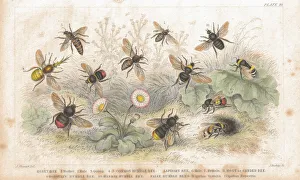 Bees old litho print from 1852 Bees old litho print from 1852