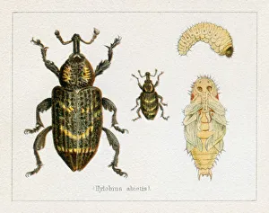 Beetle Pine weevil insect illustration 1897 Beetle Pine weevil insect illustration 1897