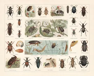 Beetles, chromolithograph, published in 1897 Beetles, chromolithograph, published in 1897