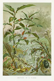 Digital vision vectors/insect lithographs/beetles flood chromolithograph 1896 Digital vision vectors/insect lithographs/beetles flood chromolithograph 1896