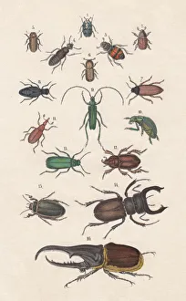 Digital vision vectors/insect lithographs/beetles hand colored lithograph published 1880 Digital vision vectors/insect lithographs/beetles hand colored lithograph published 1880