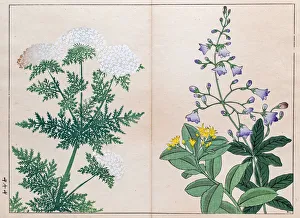 Bell flower and Carrot flower japanese woodblock print Bell flower and Carrot flower japanese woodblock print