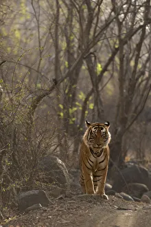 Bengal Tiger -Panthera tigris tigris- in the dry forest of Ranthambore Tiger Reserve Bengal Tiger -Panthera tigris tigris- in the dry forest of Ranthambore Tiger Reserve