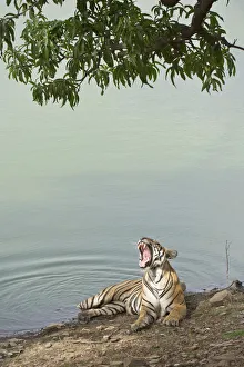 Bengal Tiger -Panthera tigris tigris- resting at a water hole, Ranthambore Tiger Reserve, India Bengal Tiger -Panthera tigris tigris- resting at a water hole, Ranthambore Tiger Reserve, India