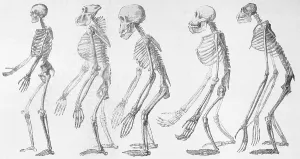 Natural Science Illustration Prints: Chart Showing Human Evolution
