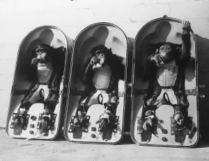 Outer Space Exploration Prints: Chimps in Space Modules