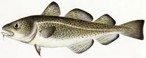 Fish Species Illustrations Prints: Cod Fish