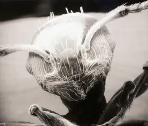Scanning Electron Microscope Images Prints: Electron Microscope View of Ant