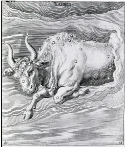 Rare Engravings For Sale Prints: Engraving Of Taurus