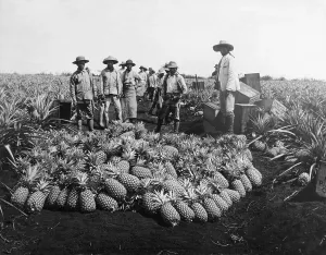 Agricultural Field Photos Prints: Farm Workers Beside Pineapple Stack