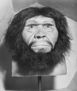 CB1 Artwork Collection Prints: Head of Java Man