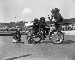 Vintage Circus Images Prints: Spring Training for the Circus