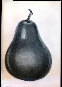 Fruit Still Life Art Prints: Study Of Pear
