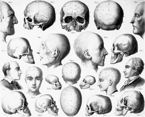 Human Skull Anatomy Prints: Various Skull Forms
