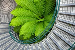 Big green fern in the middle of a curved stairwell Big green fern in the middle of a curved stairwell