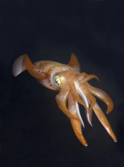 Bigfin reef squid -Sepioteuthis lessoniana-, Red Sea, Egypt, Africa Bigfin reef squid -Sepioteuthis lessoniana-, Red Sea, Egypt, Africa